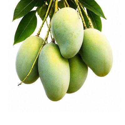 Amrapali Mango 10 kg